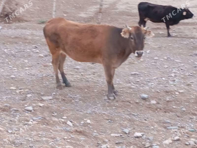 tuwe - Гызыларбат - img 3