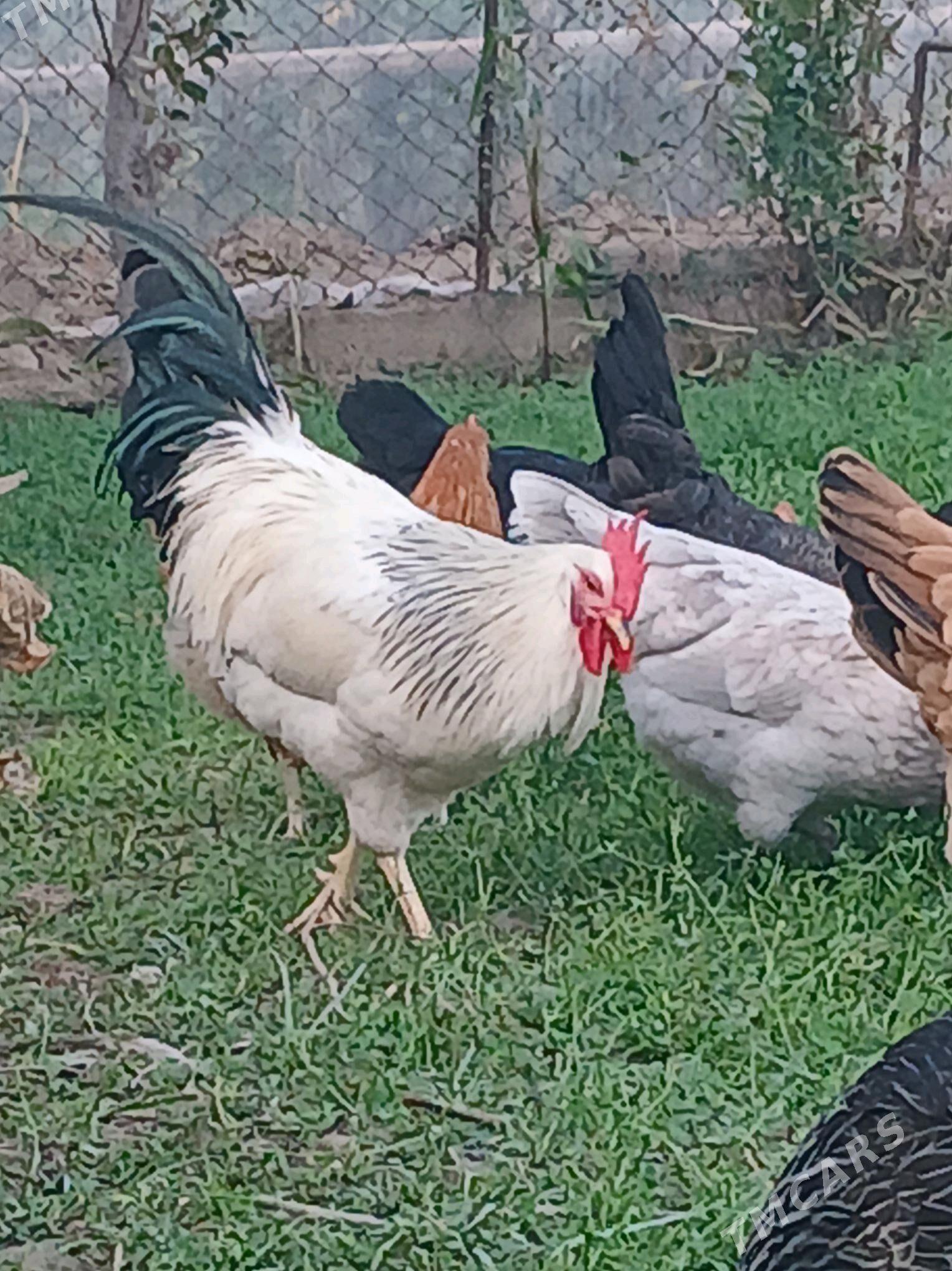 Jüje - Çärjew - img 4