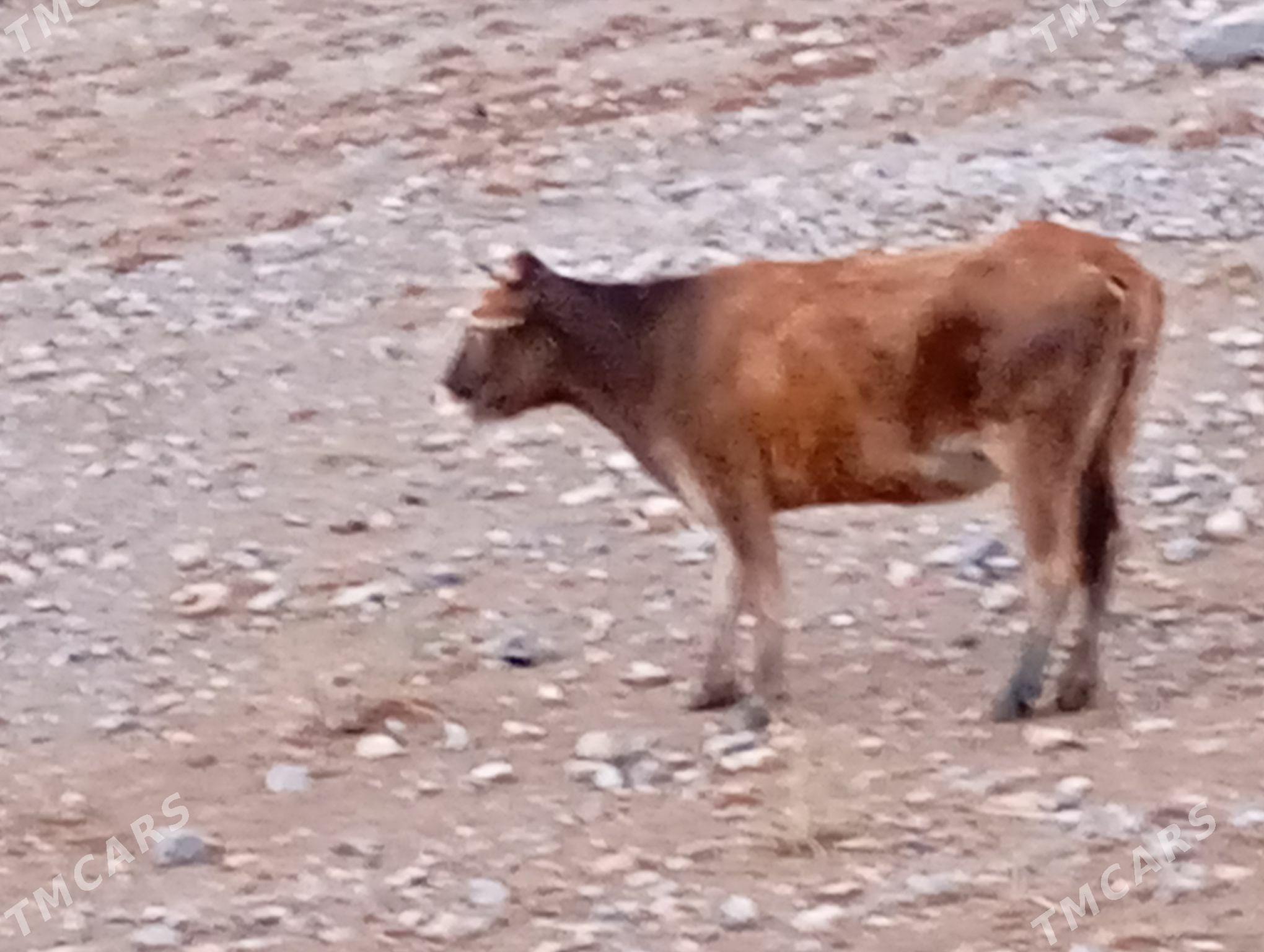 tuwe - Гызыларбат - img 1