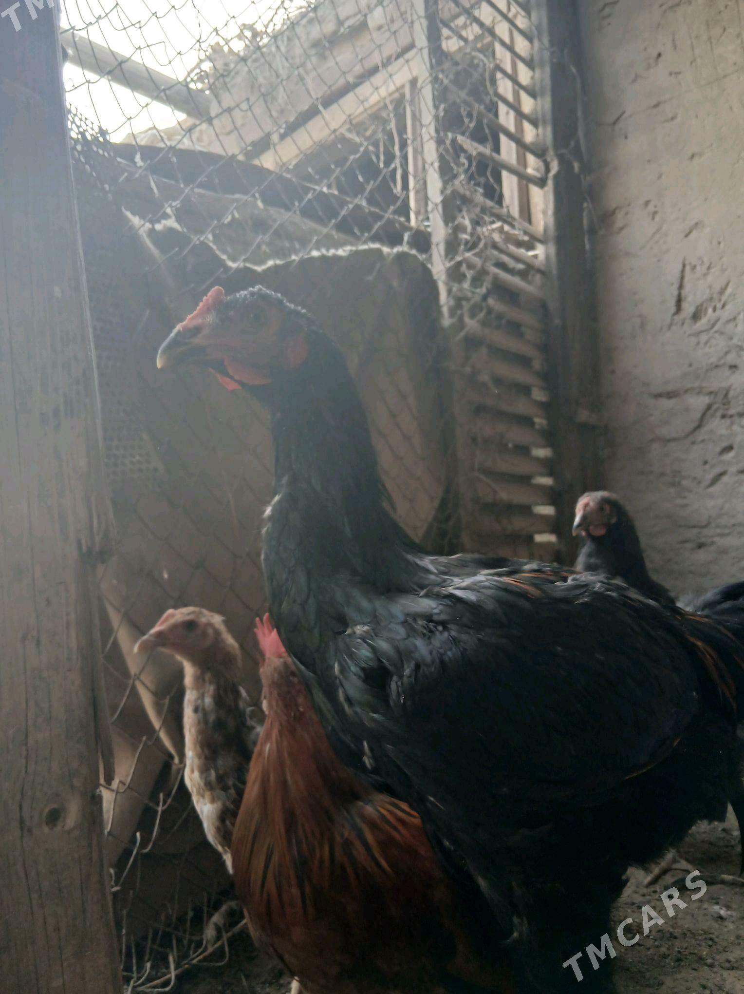 Jüje - Çärjew - img 6