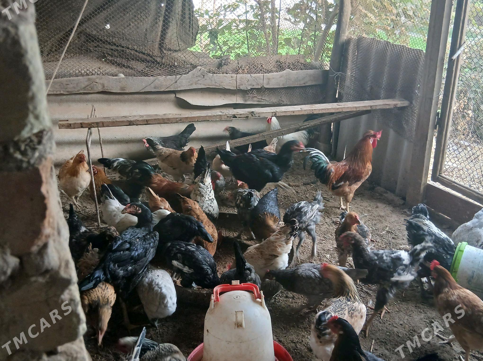 Jüje - Çärjew - img 7