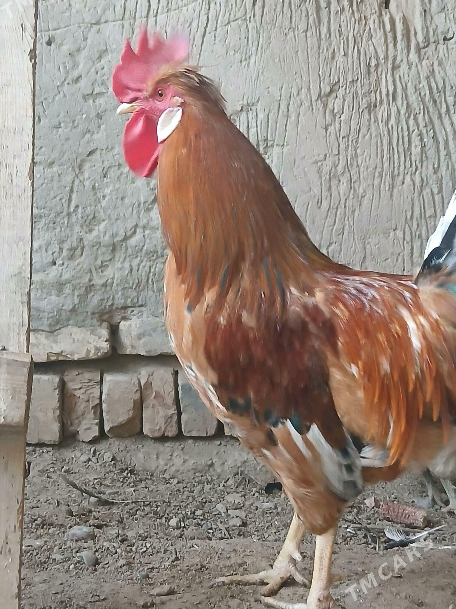 Jüje - Çärjew - img 8