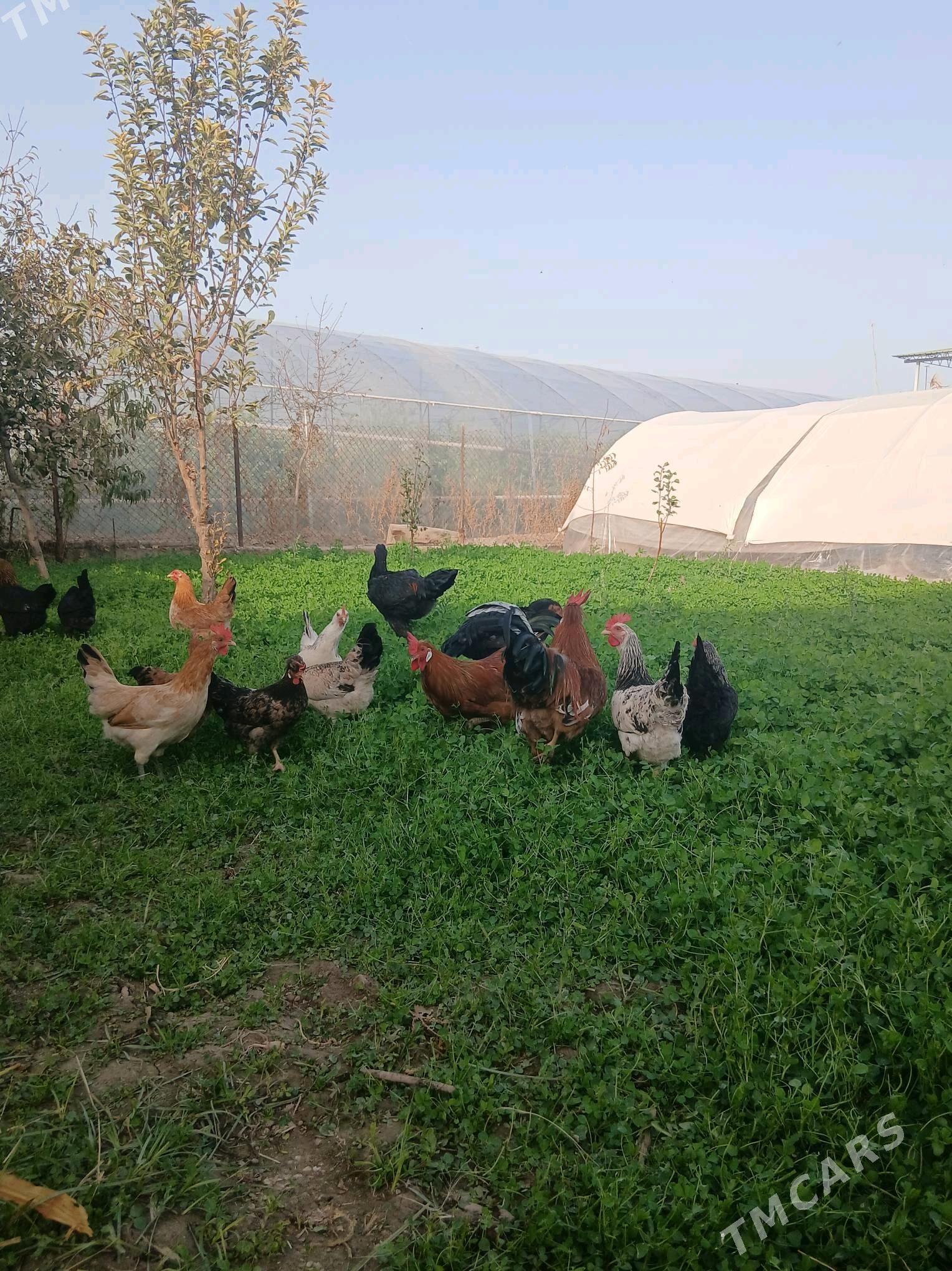 Jüje - Çärjew - img 3