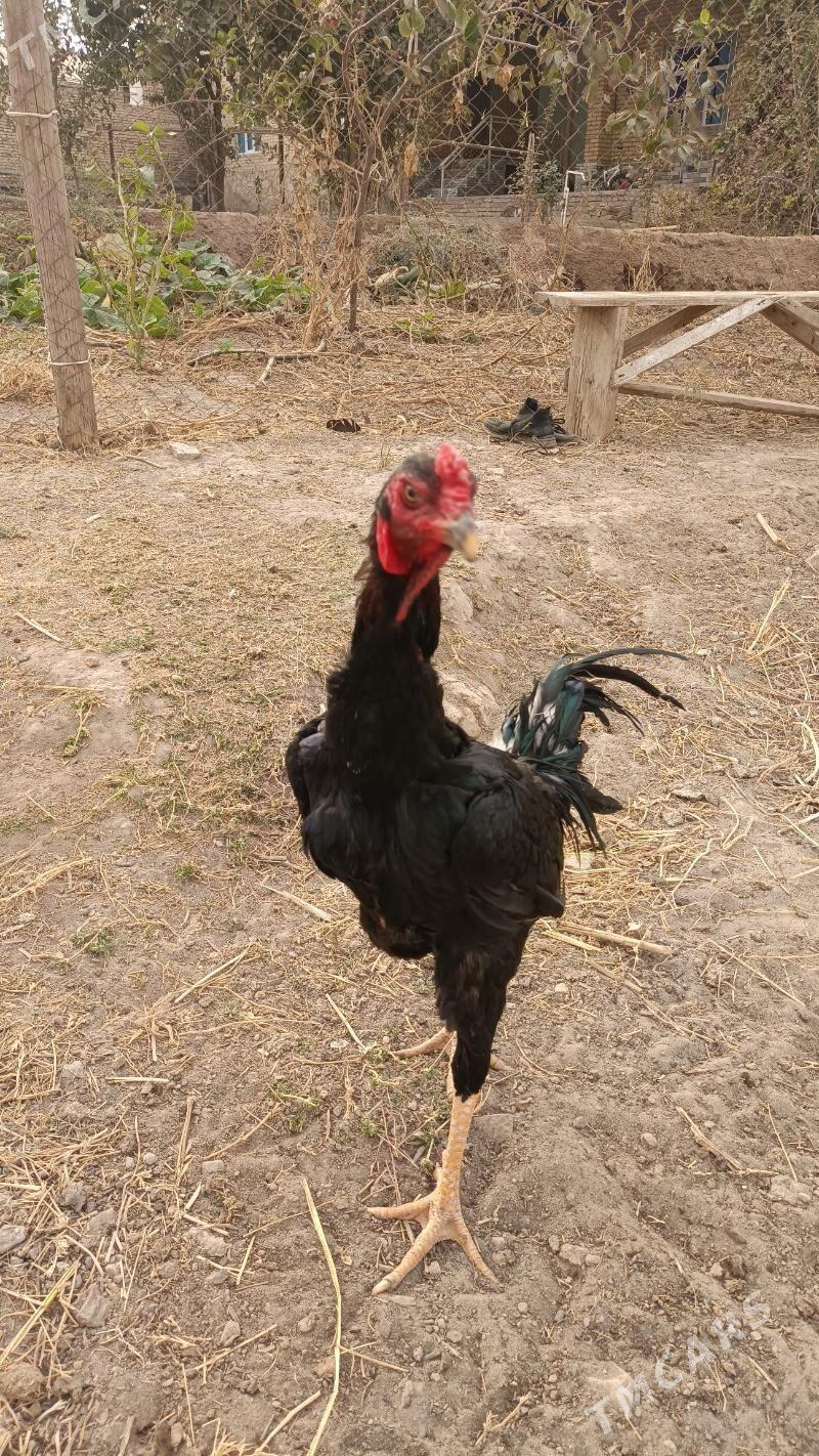 horaz - Керки - img 8