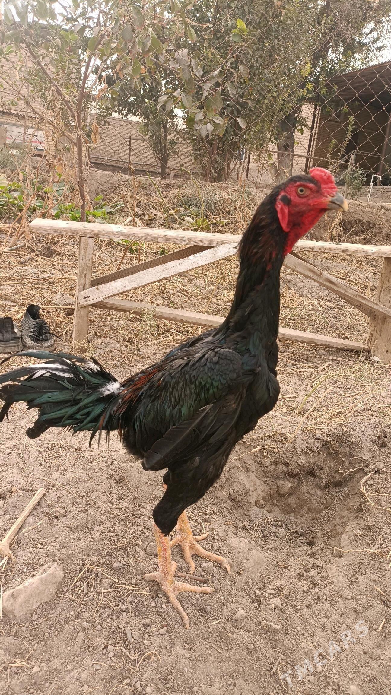 horaz - Керки - img 2