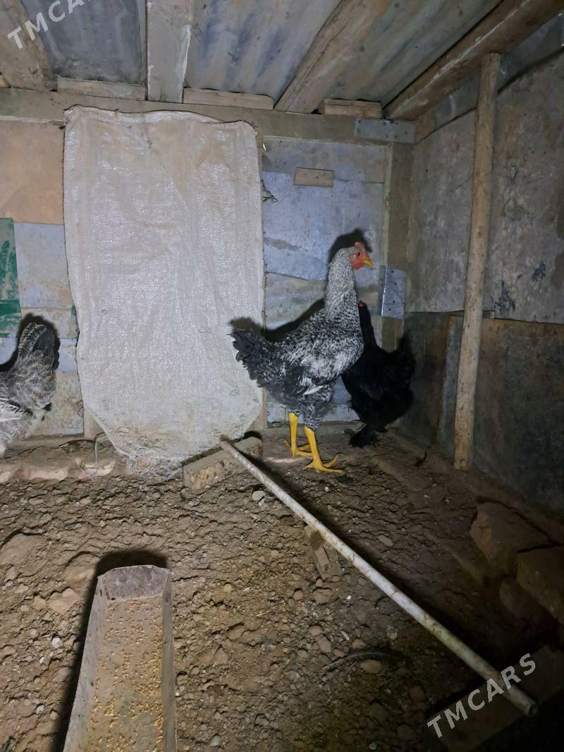 Gigant horaz - Мары - img 2