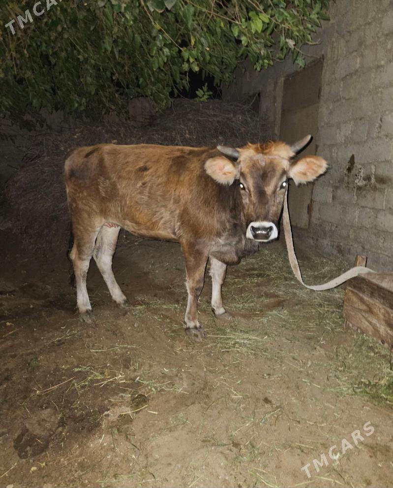 Tuwe - Гёкдепе - img 1