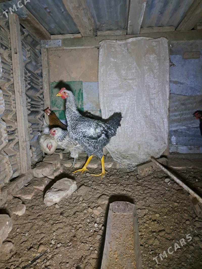 Gigant horaz - Мары - img 4