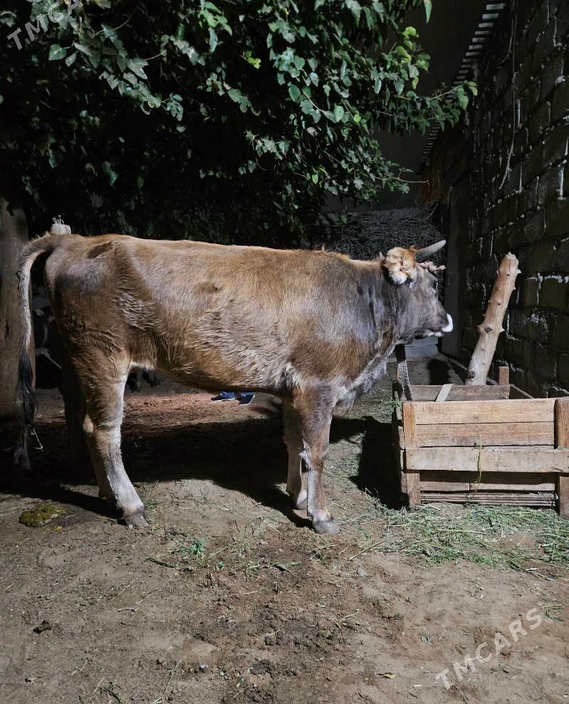 Tuwe - Гёкдепе - img 2