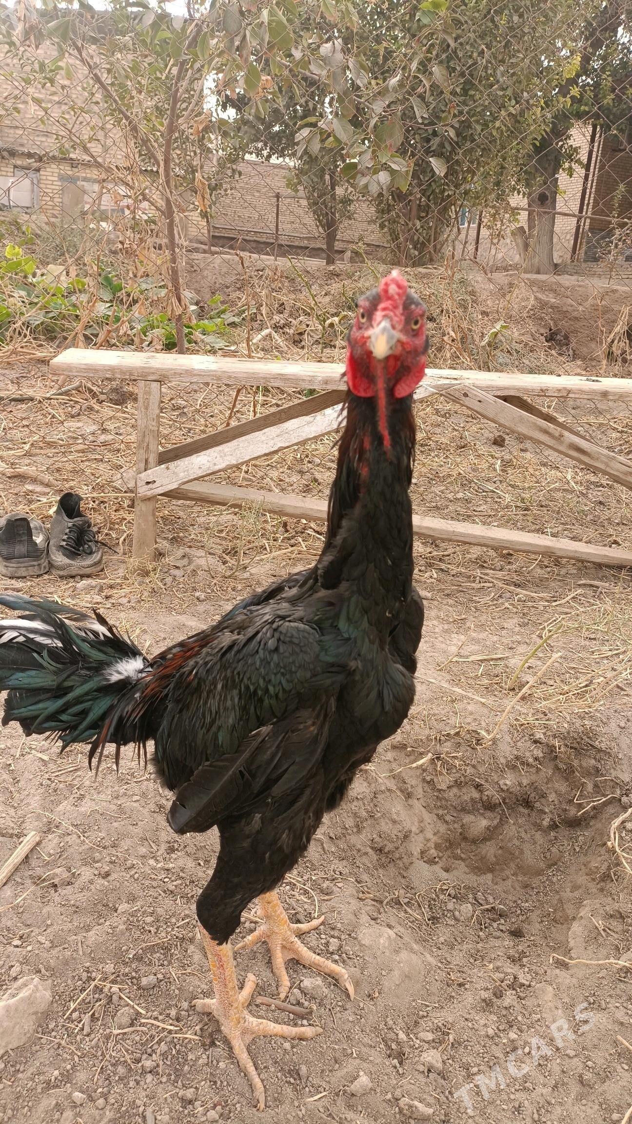 horaz - Керки - img 3