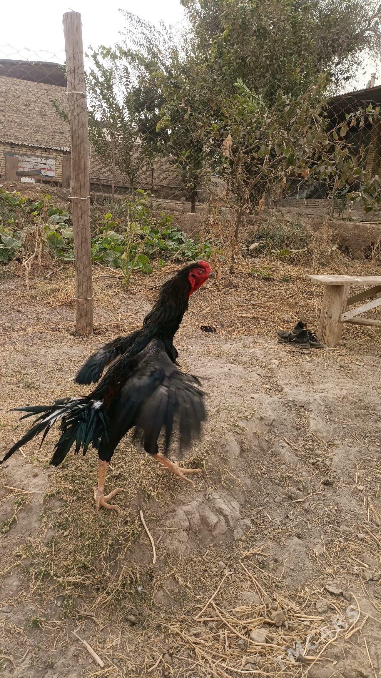 horaz - Керки - img 4