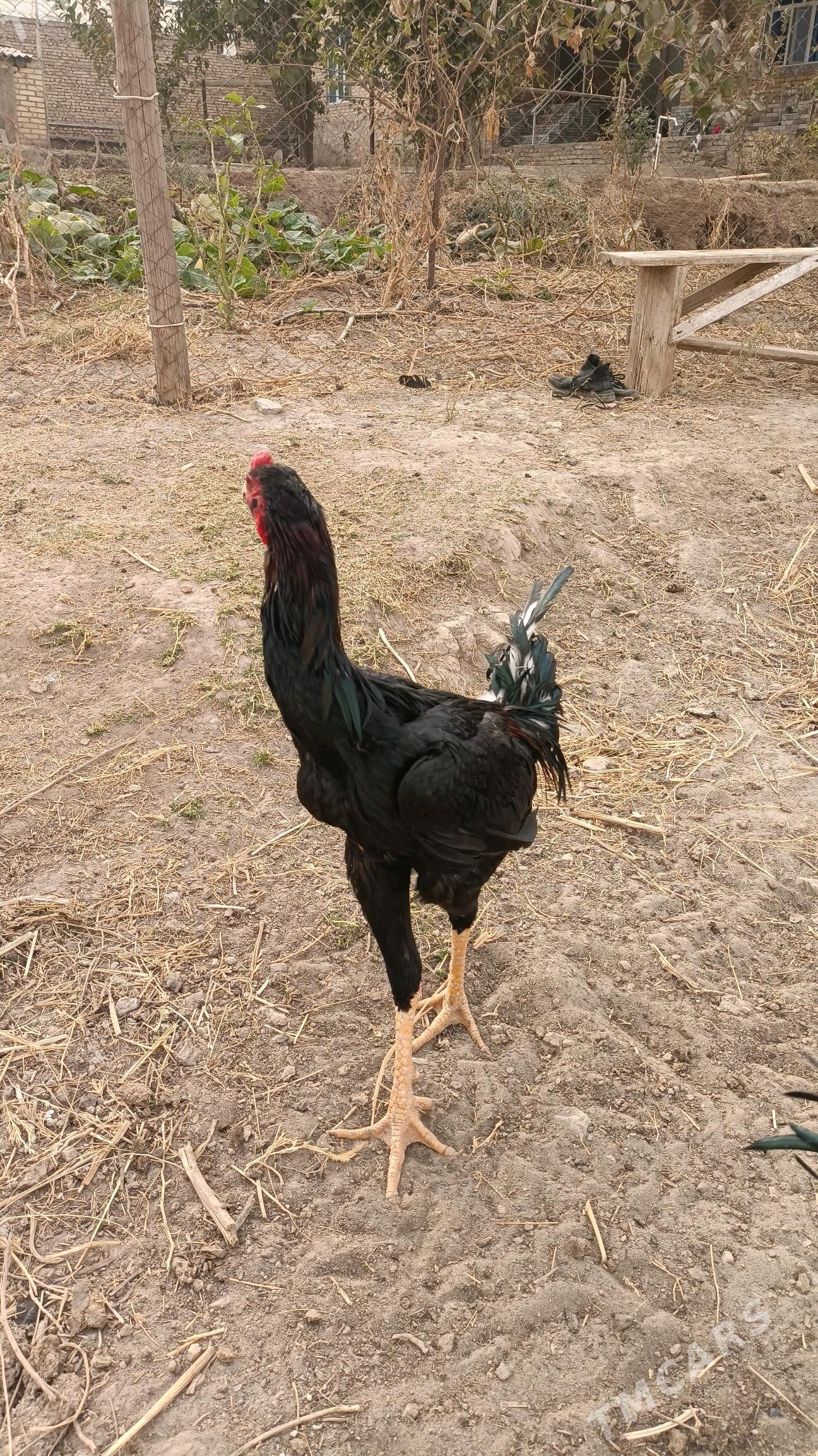 horaz - Керки - img 7