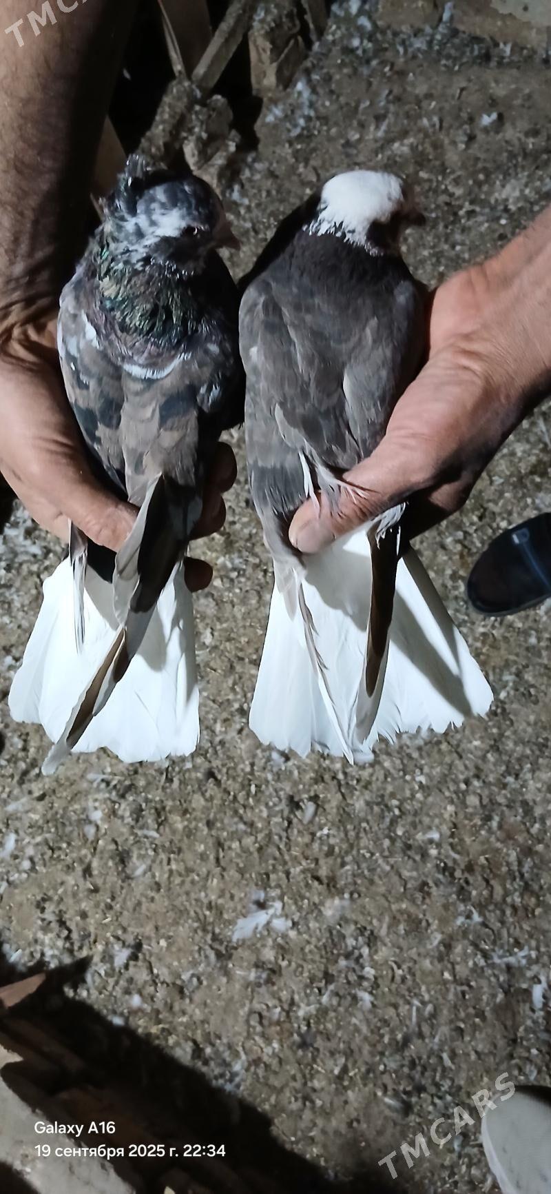 kepderi - Mary - img 4