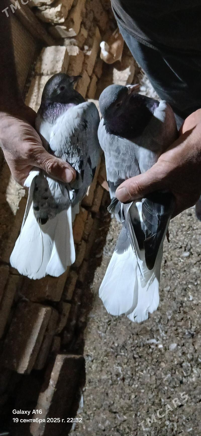 kepderi - Mary - img 6