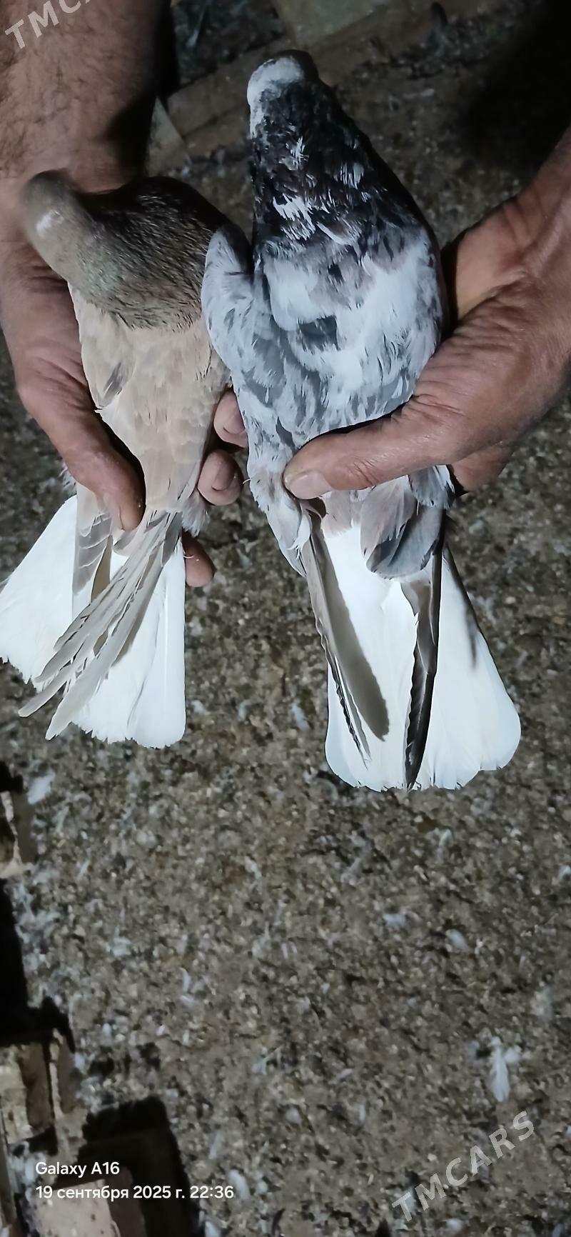 kepderi - Mary - img 3