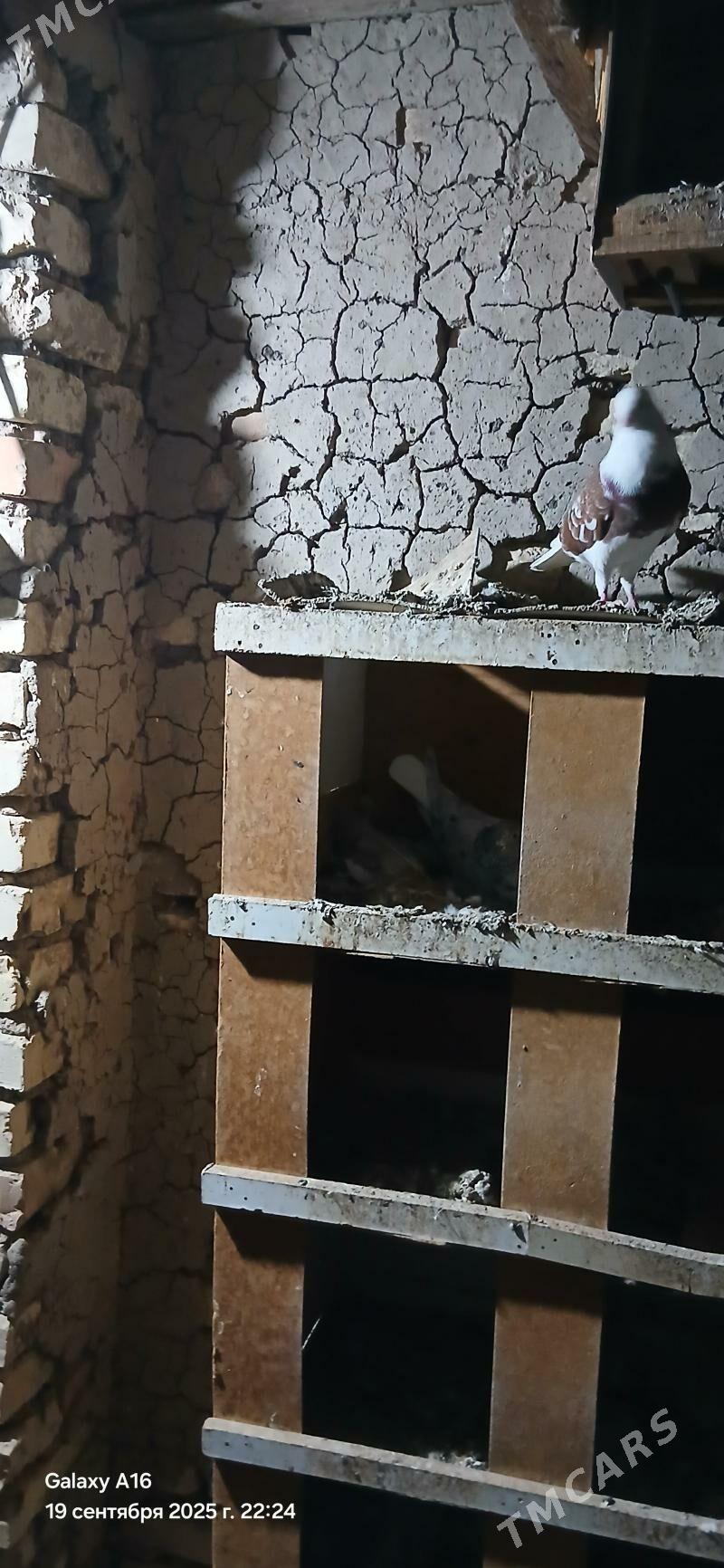 kepderi - Mary - img 7