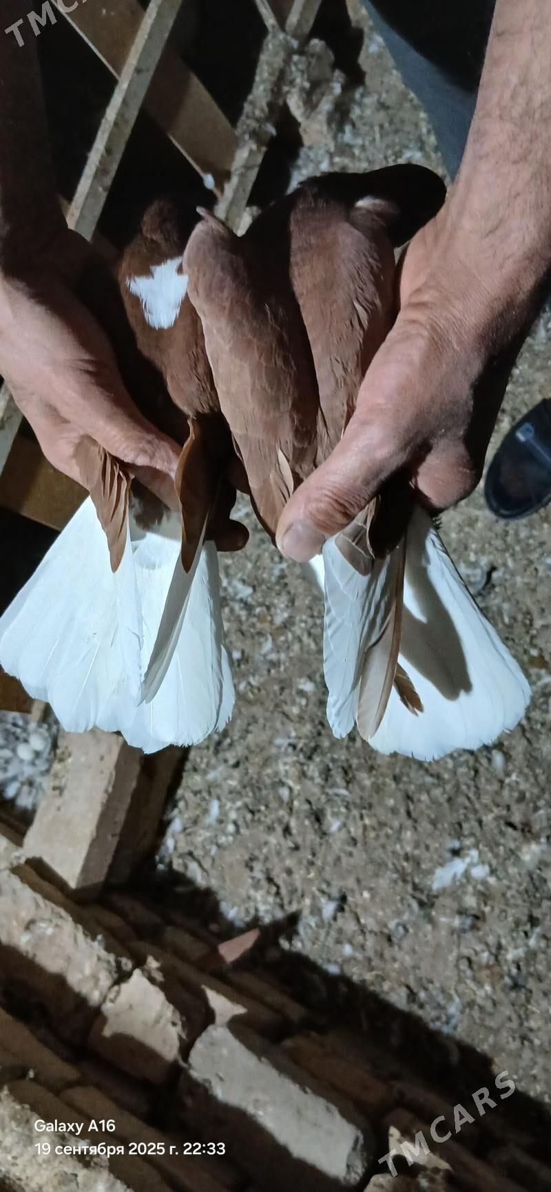 kepderi - Mary - img 5