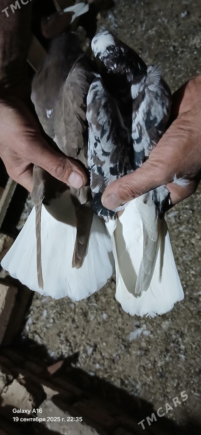 kepderi - Mary - img 2