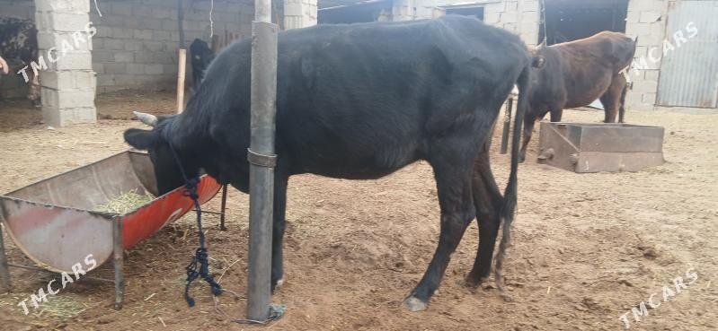 goleli sygyr - Ak bugdaý etraby - img 3