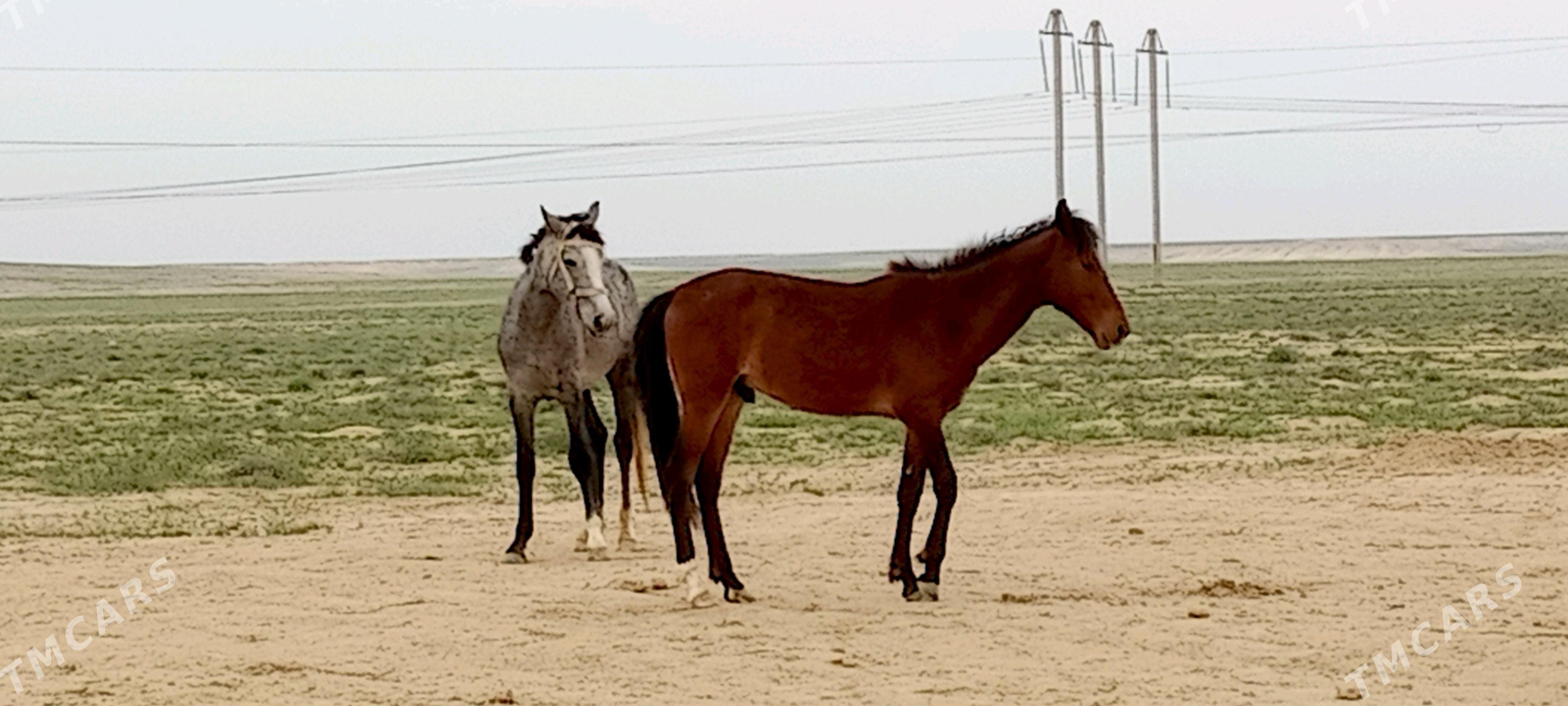 At - Туркменбаши - img 2