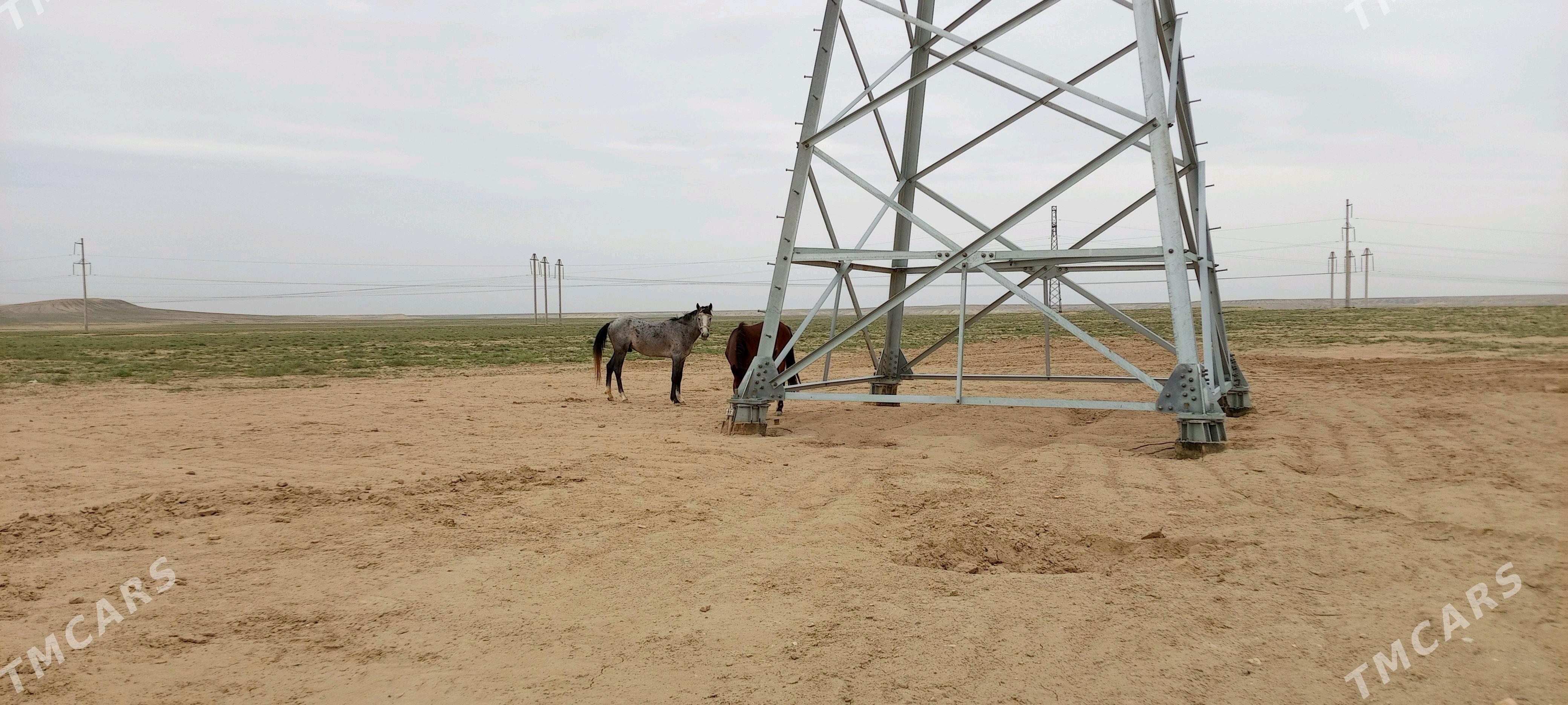 At - Туркменбаши - img 1