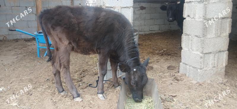 goleli sygyr - Ak bugdaý etraby - img 4