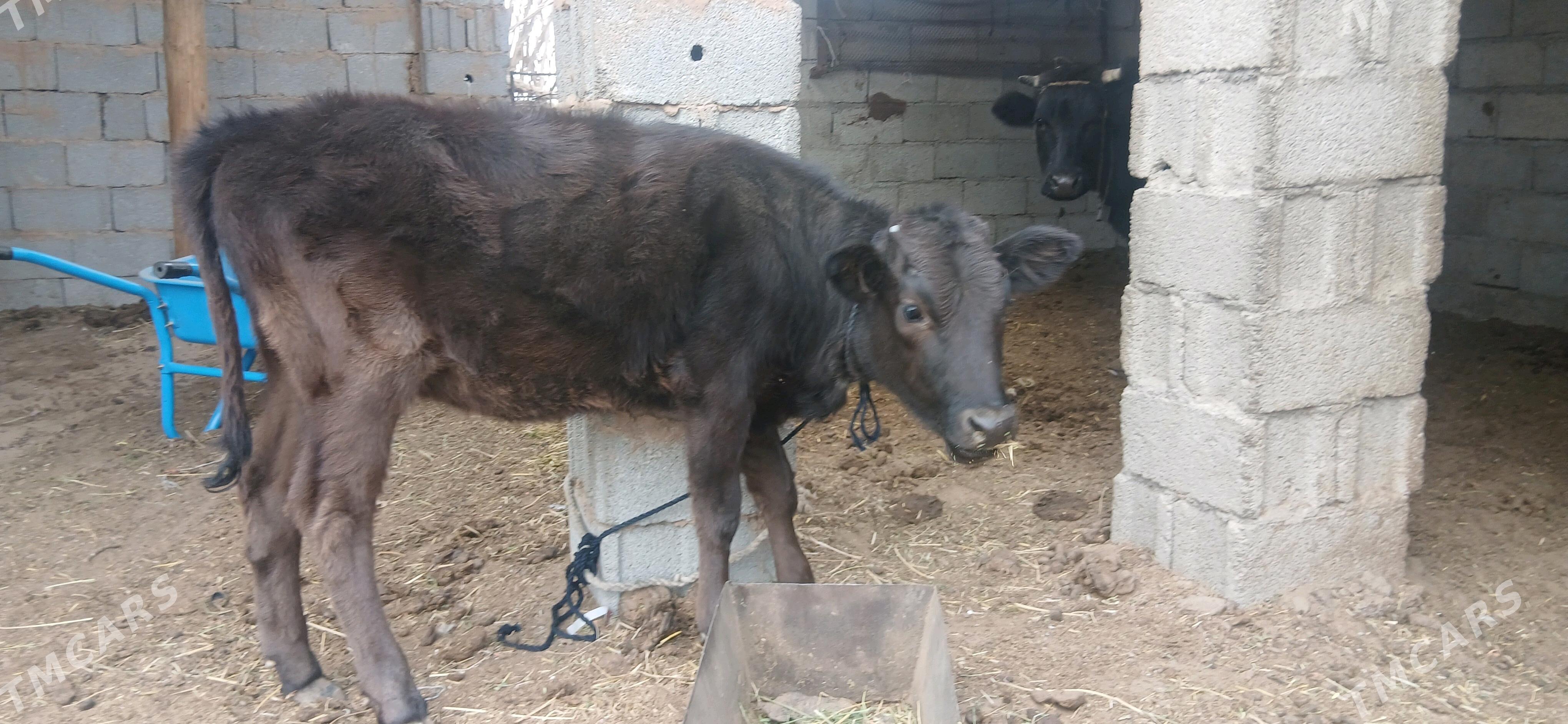 goleli sygyr - Ak bugdaý etraby - img 2