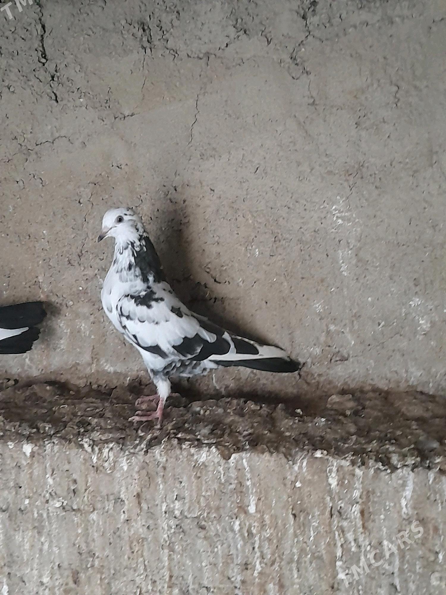 Kepderi - Туркменбаши - img 1