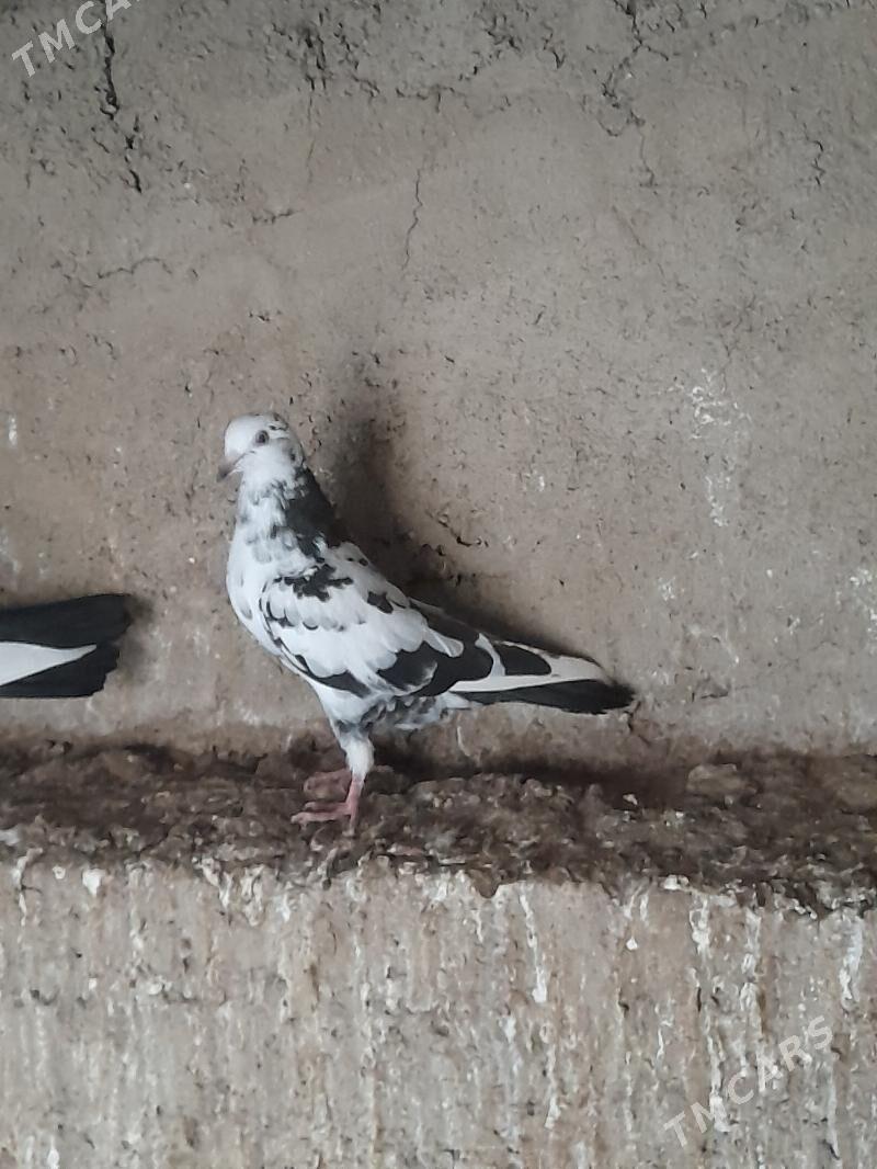 Kepderi - Туркменбаши - img 2