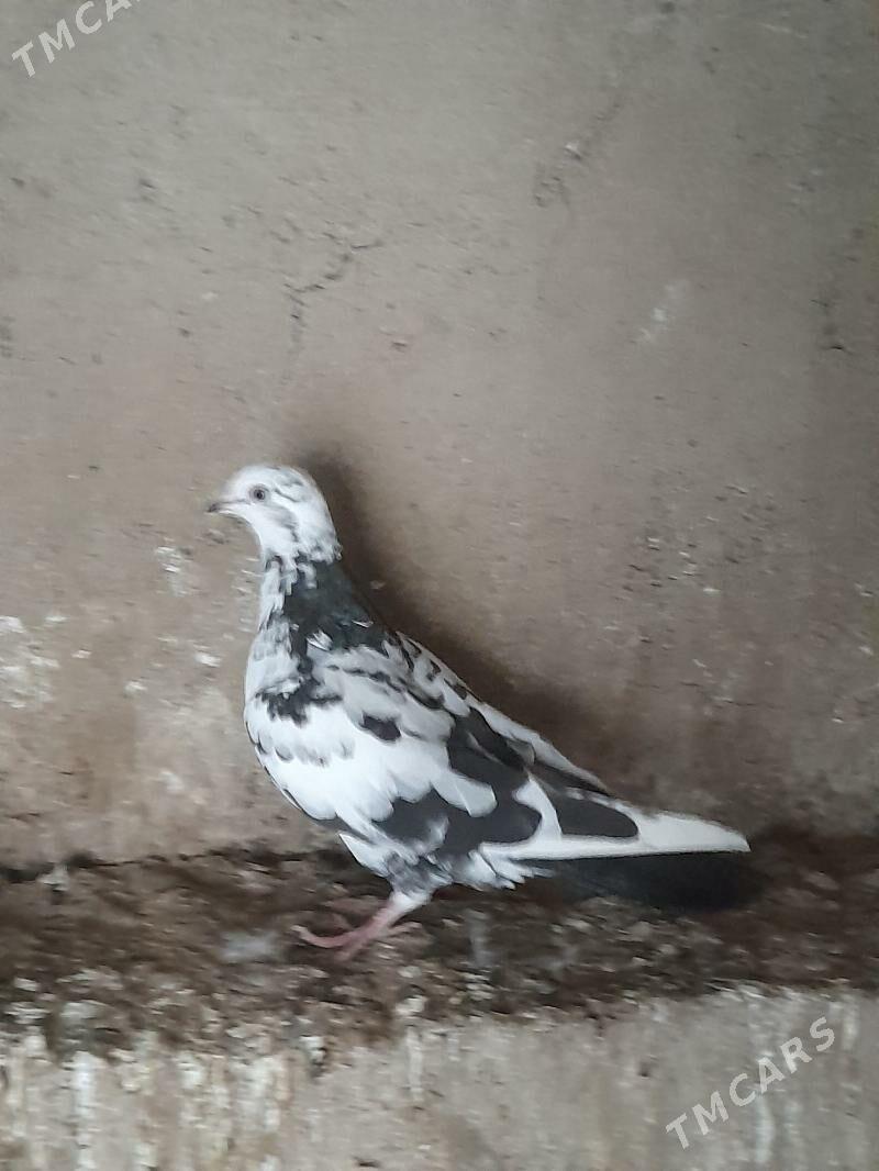 Kepderi - Туркменбаши - img 3