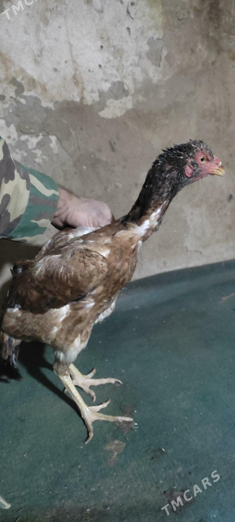 turk maki - Darganata - img 1