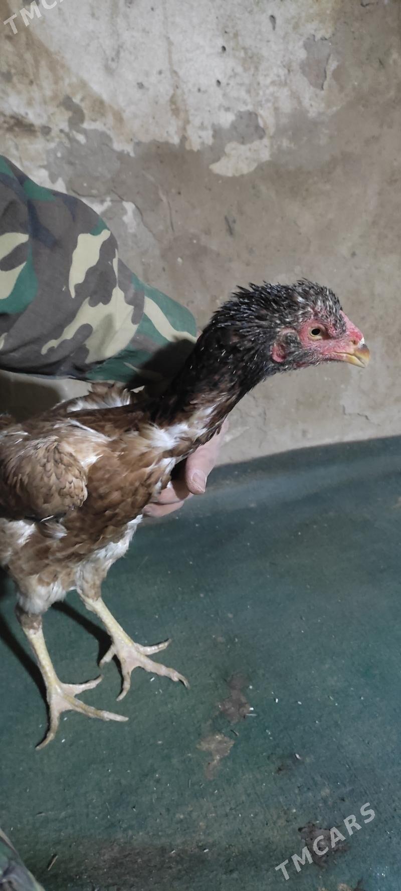 turk maki - Darganata - img 2