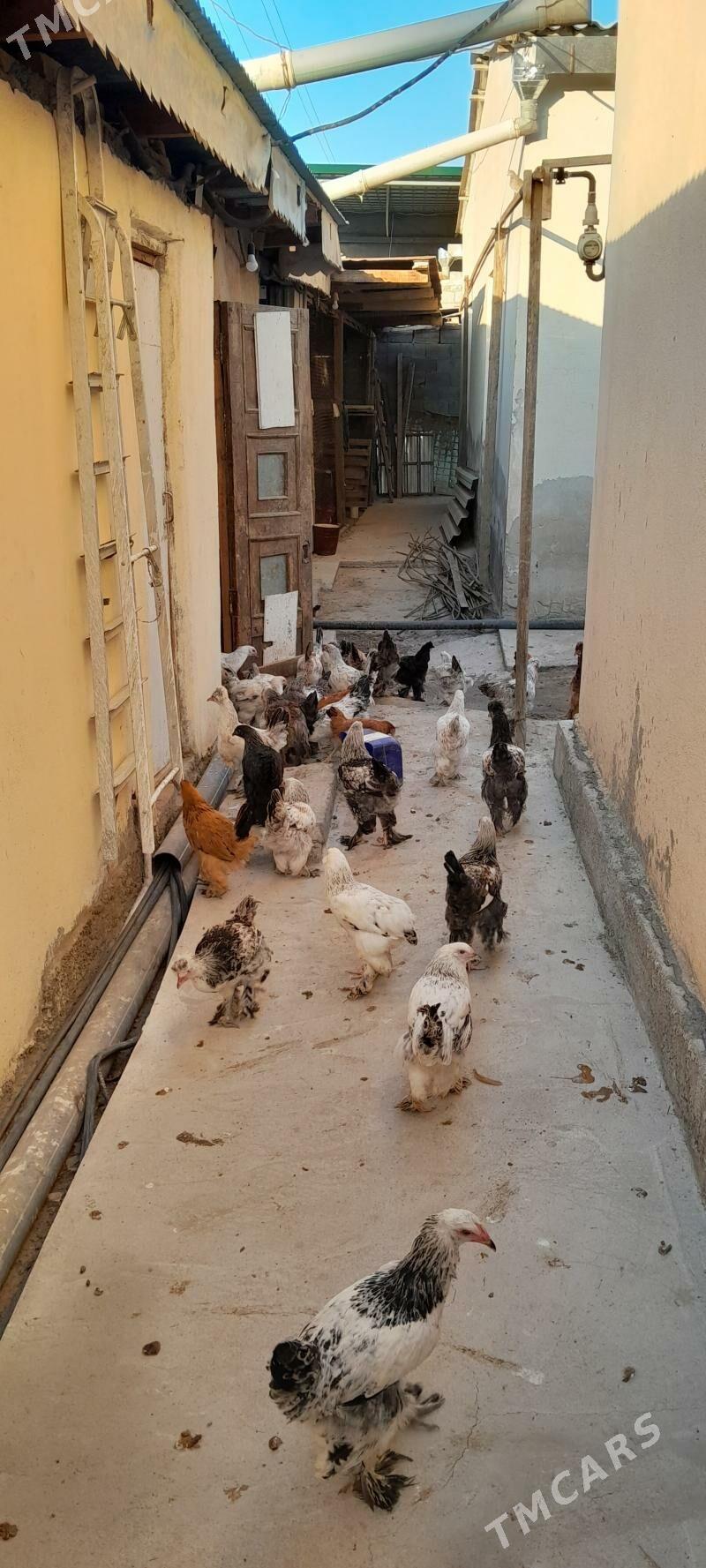 Towuk - Ruhabat (90-njy razýezd) - img 3