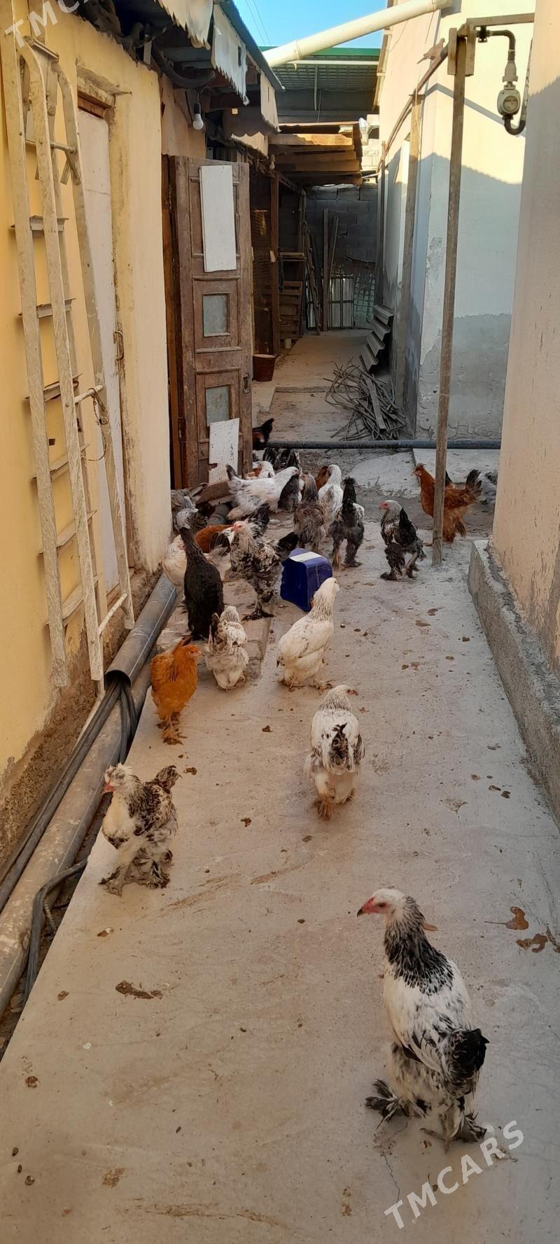 Towuk - Ruhabat (90-njy razýezd) - img 2