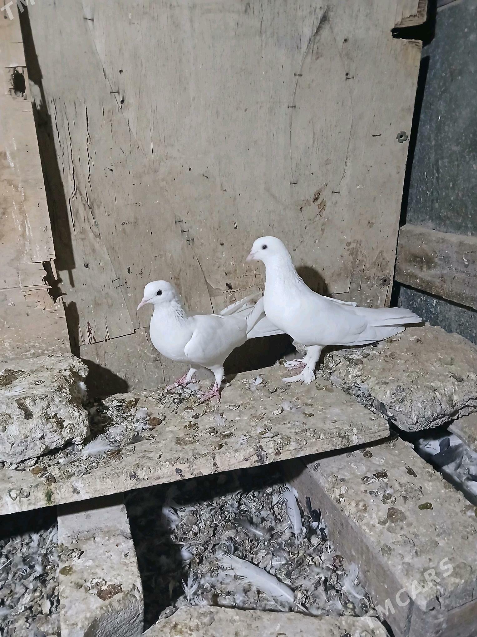 kepderi - Гызыларбат - img 1