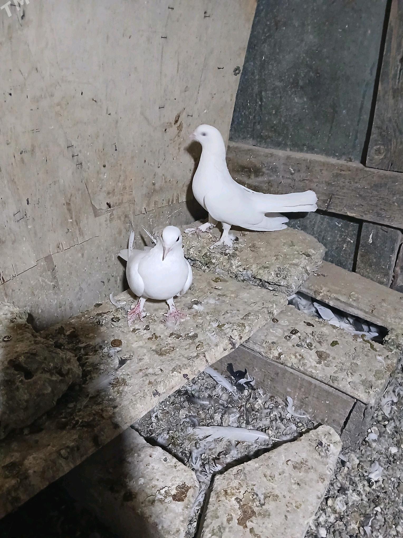 kepderi - Гызыларбат - img 3