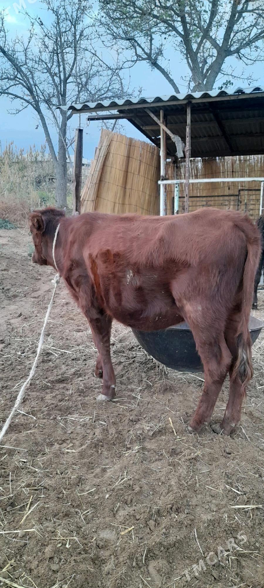 Tüwe - Babadaýhan - img 2