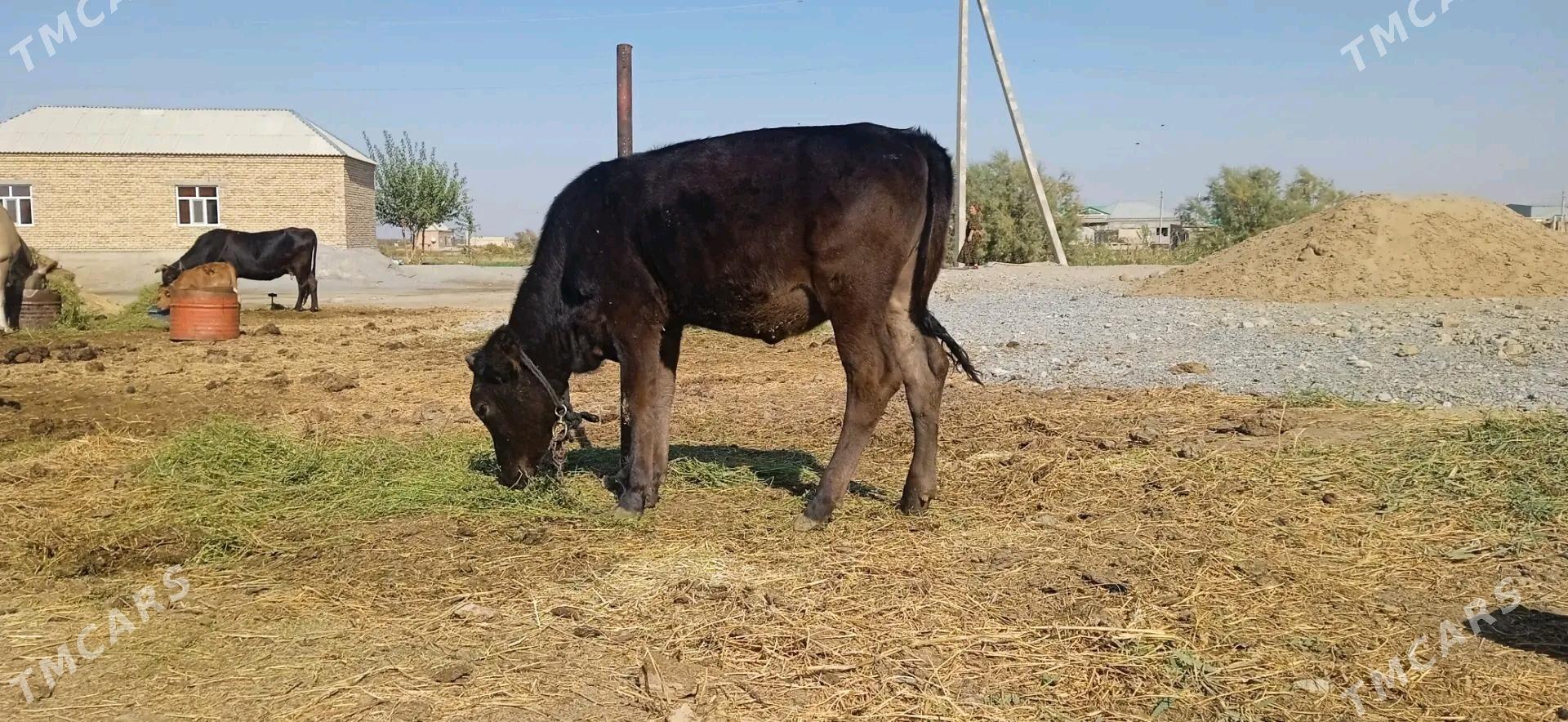 Tuwe. - Bäherden - img 3