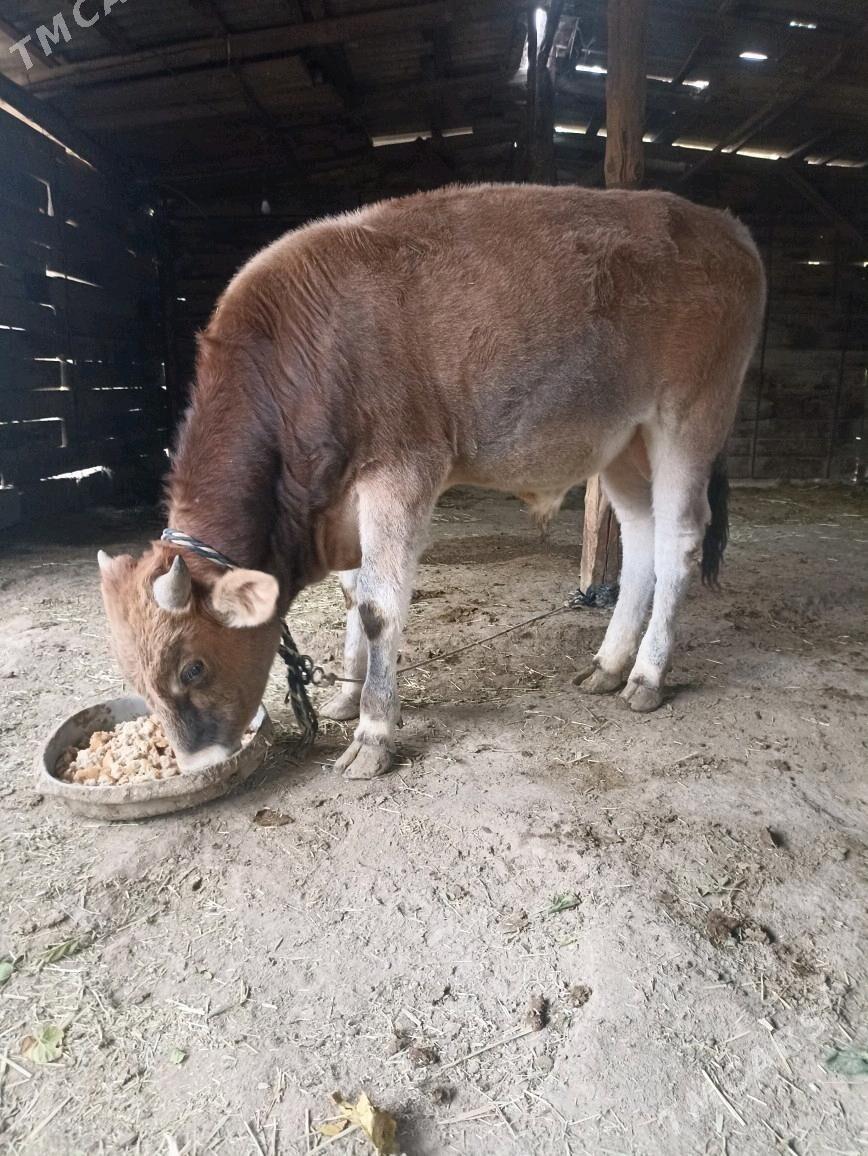 ökiz - Гёкдепе - img 2