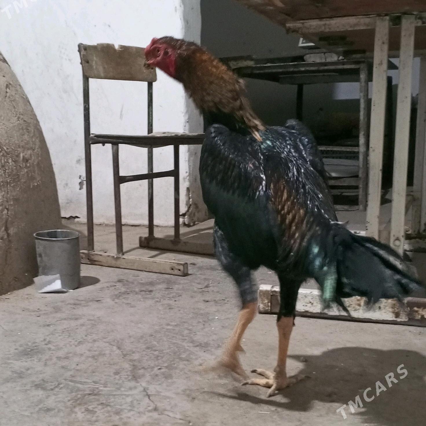 HORAZ - Türkmenabat - img 3