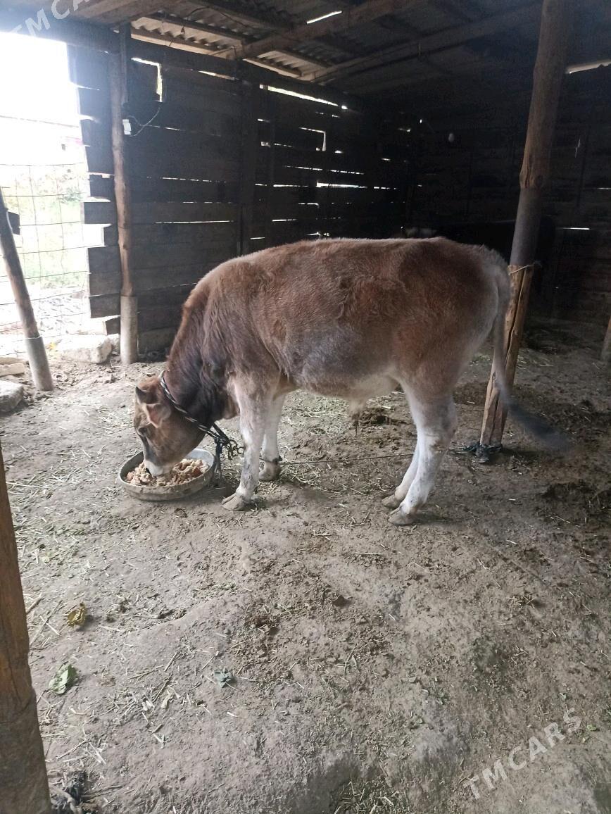 ökiz - Gökdepe - img 1