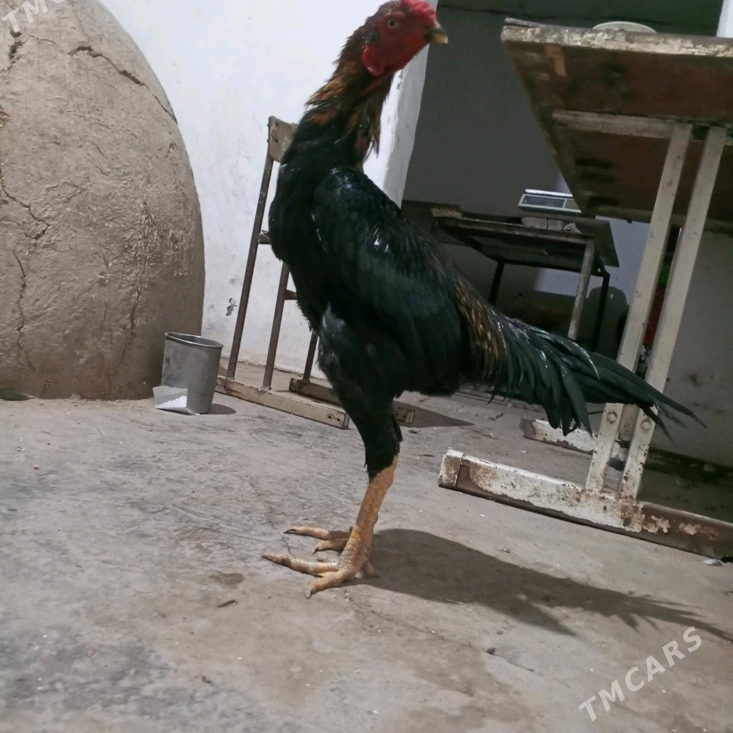 HORAZ - Türkmenabat - img 5