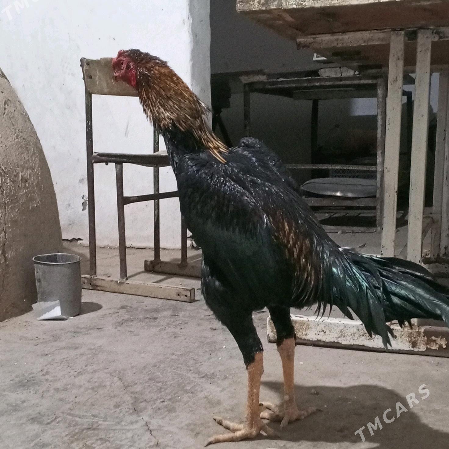 HORAZ - Türkmenabat - img 2