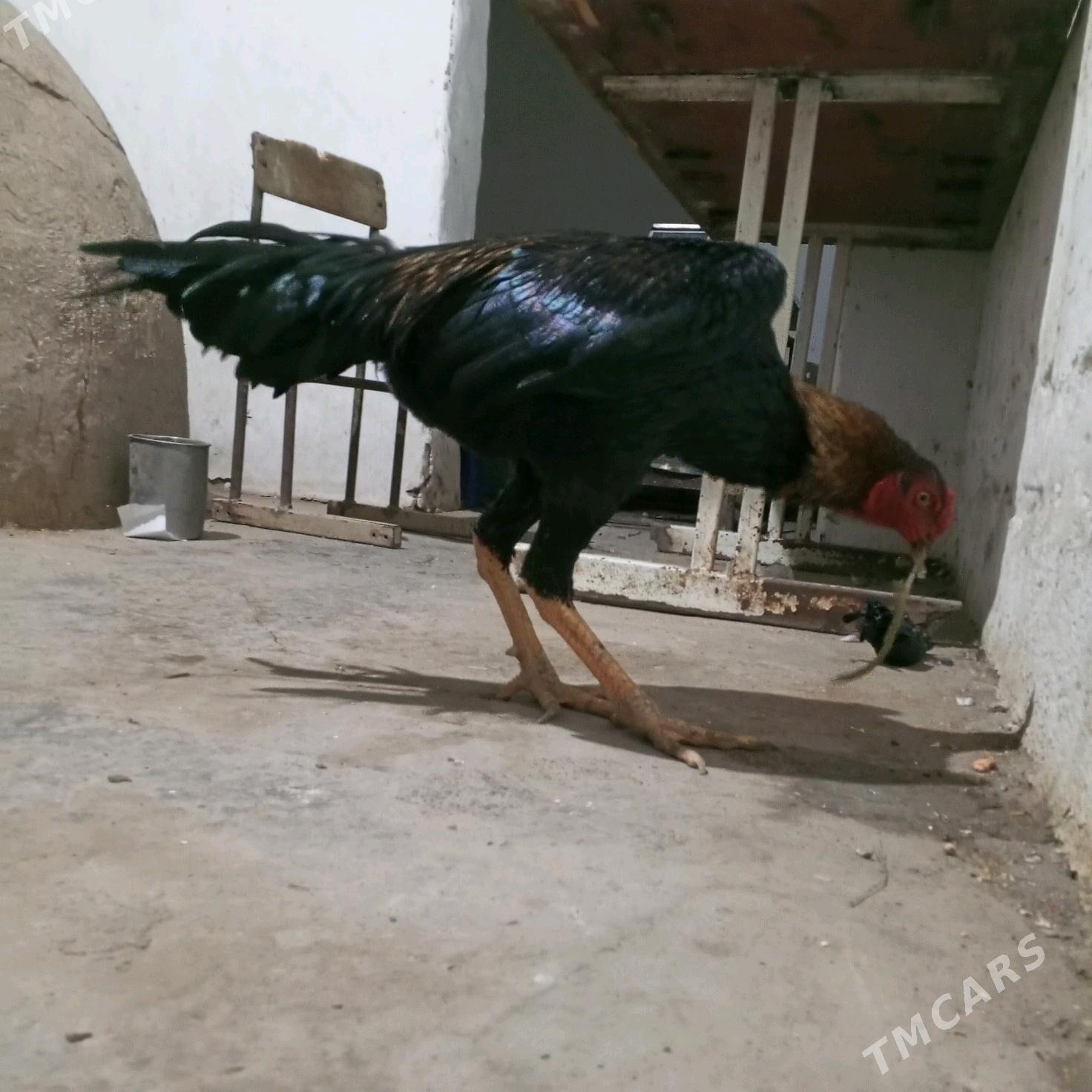 HORAZ - Türkmenabat - img 4