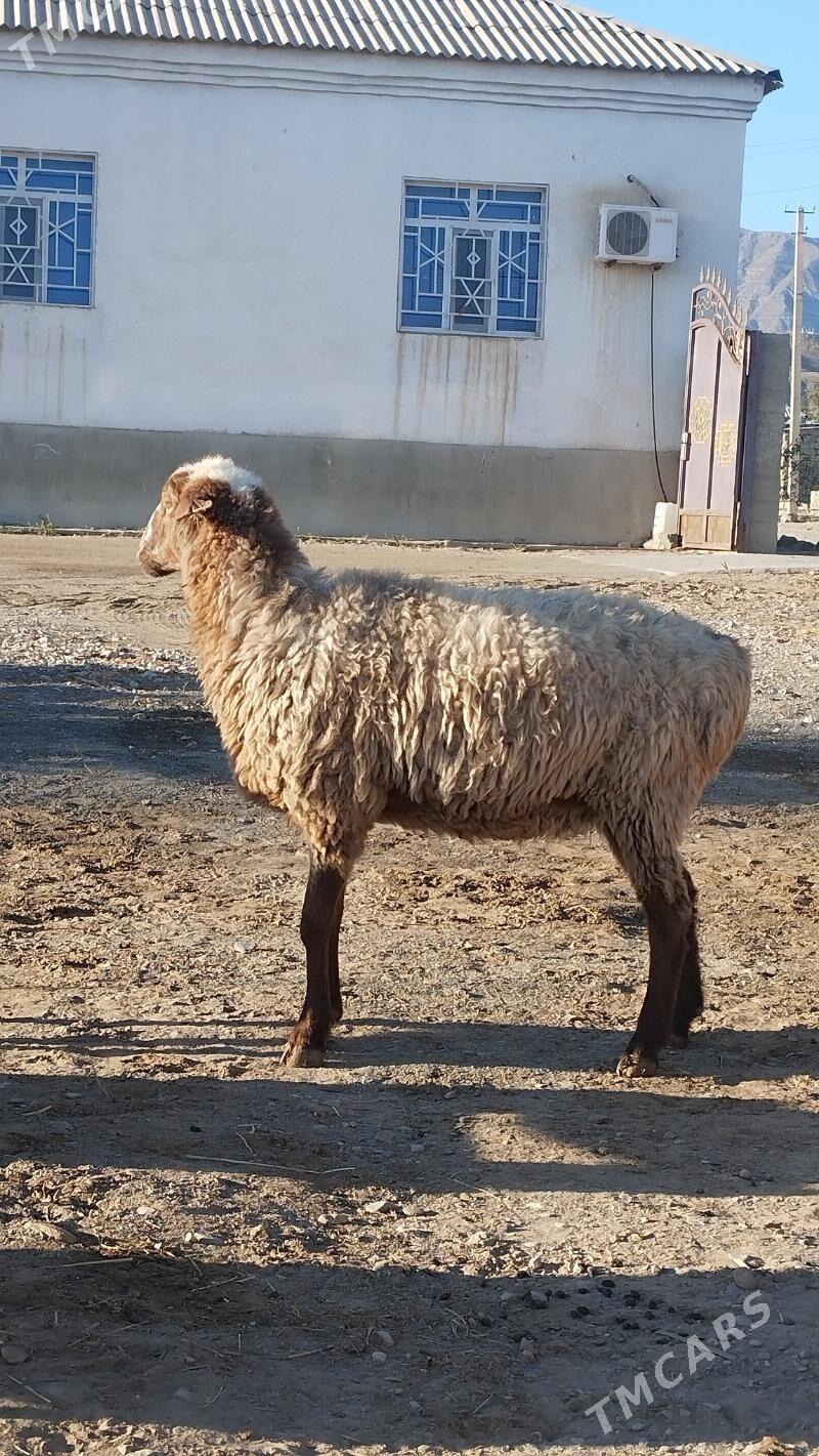 Goyun - Bäherden - img 1