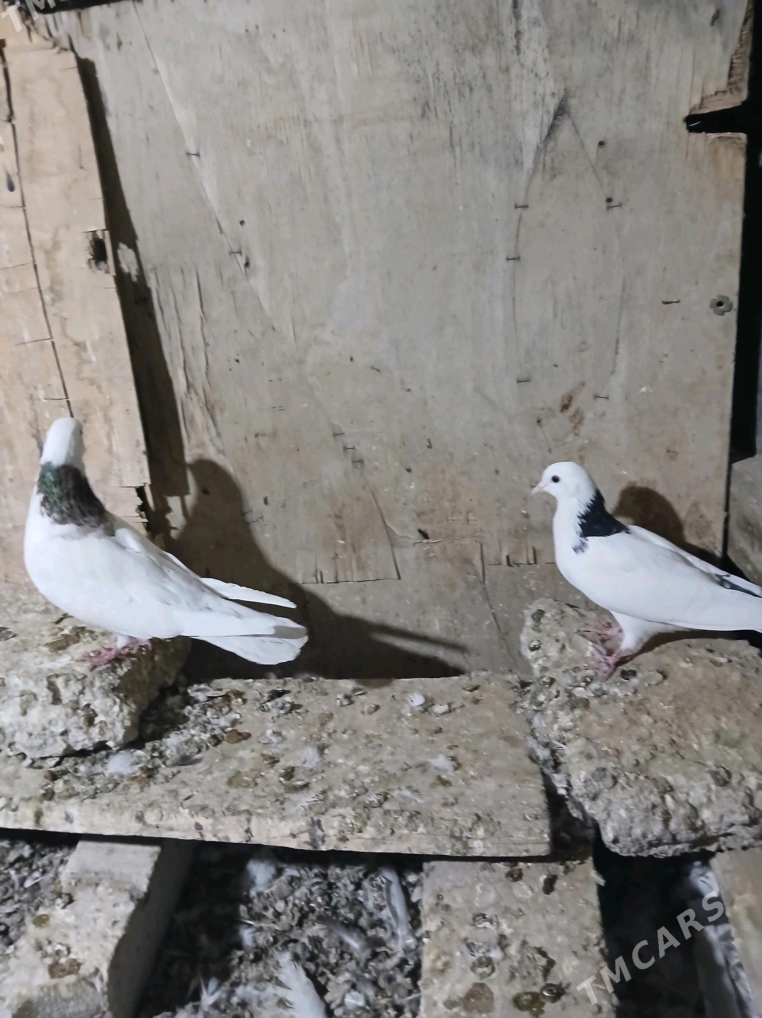 kepderi - Гызыларбат - img 1