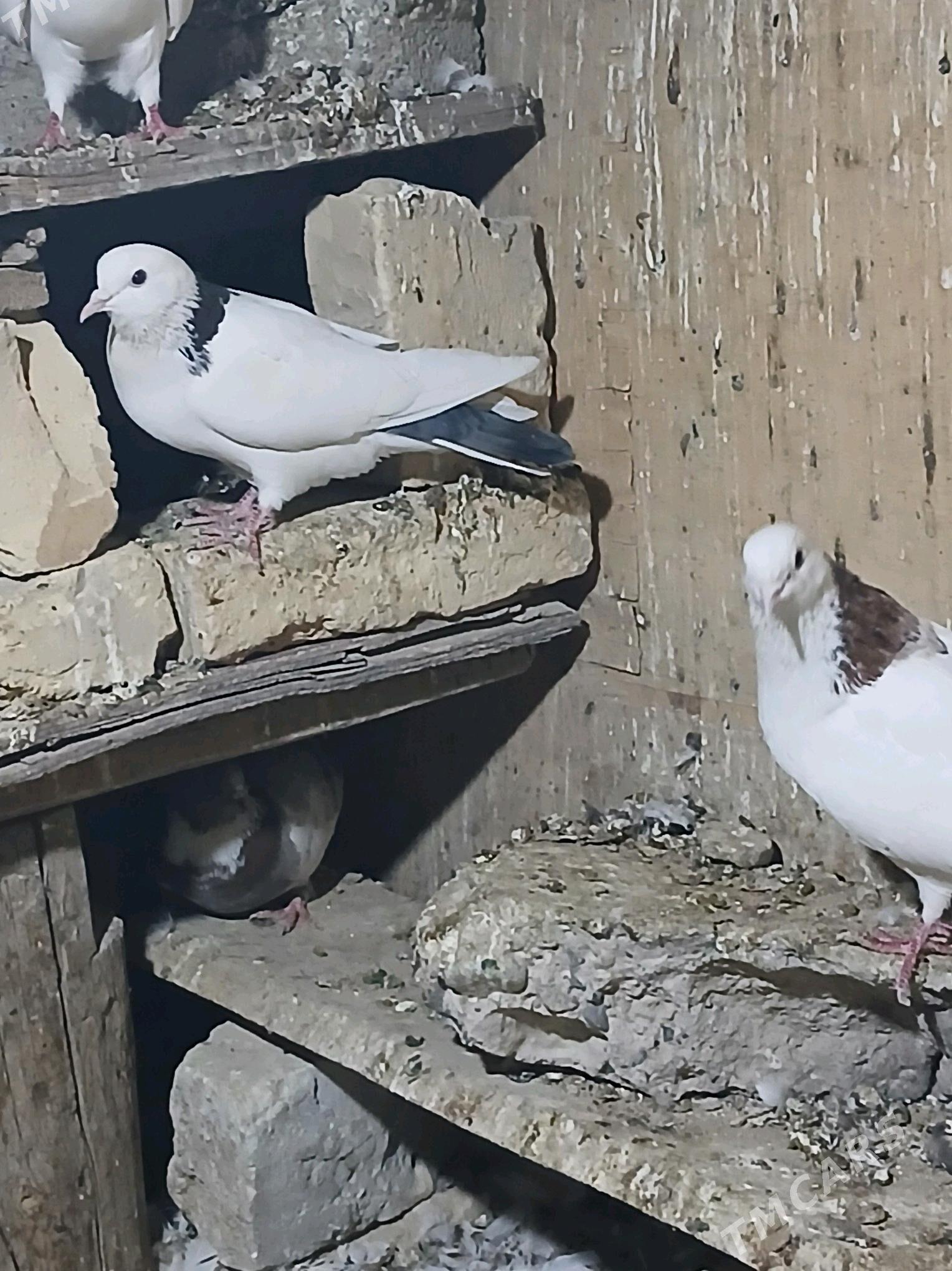 kepderi - Гызыларбат - img 3