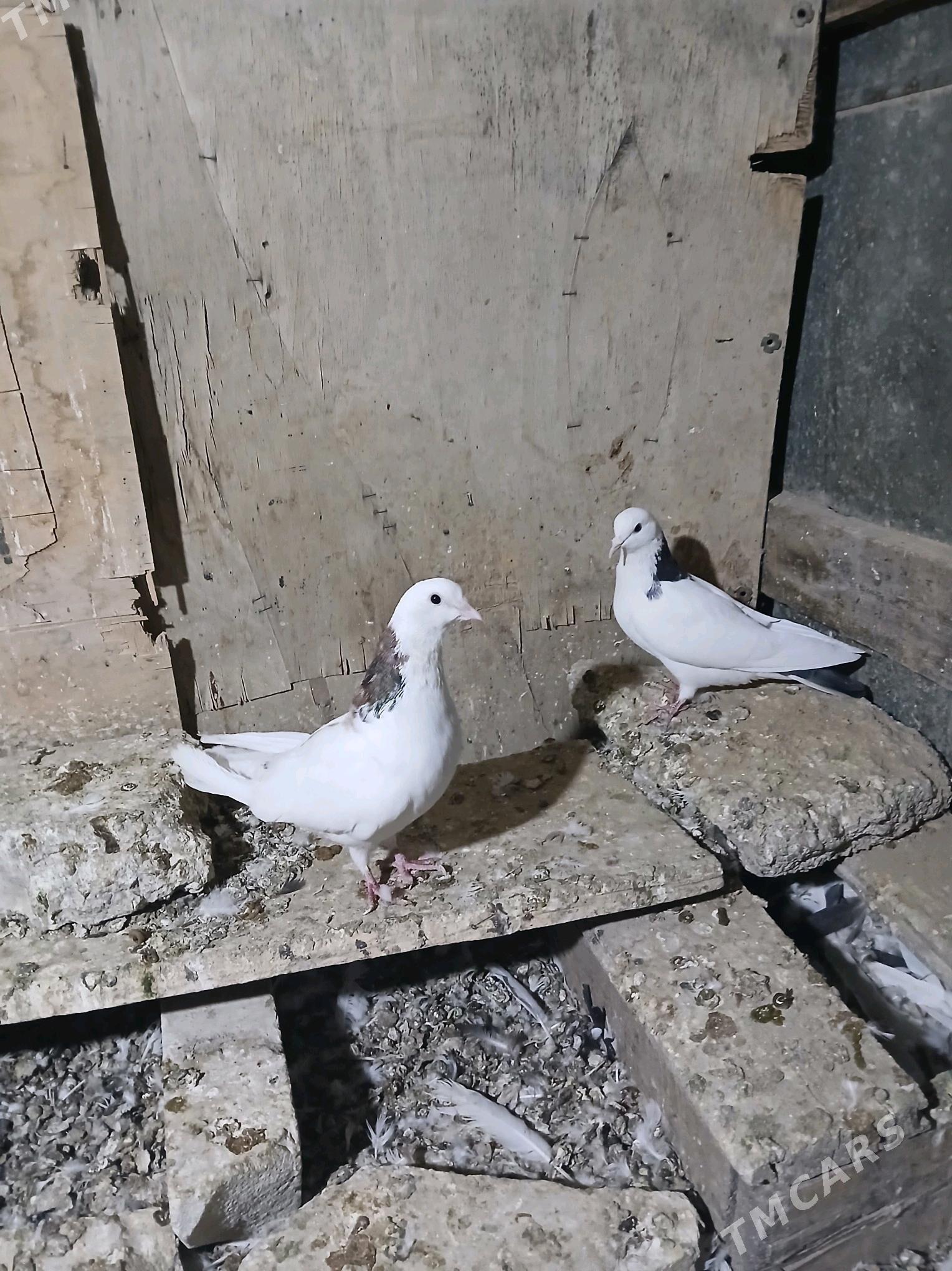 kepderi - Гызыларбат - img 2