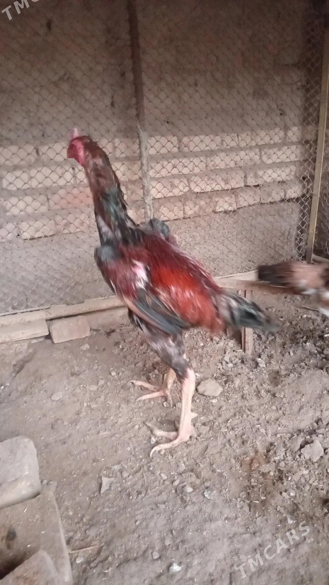 хораз - Фарап - img 2