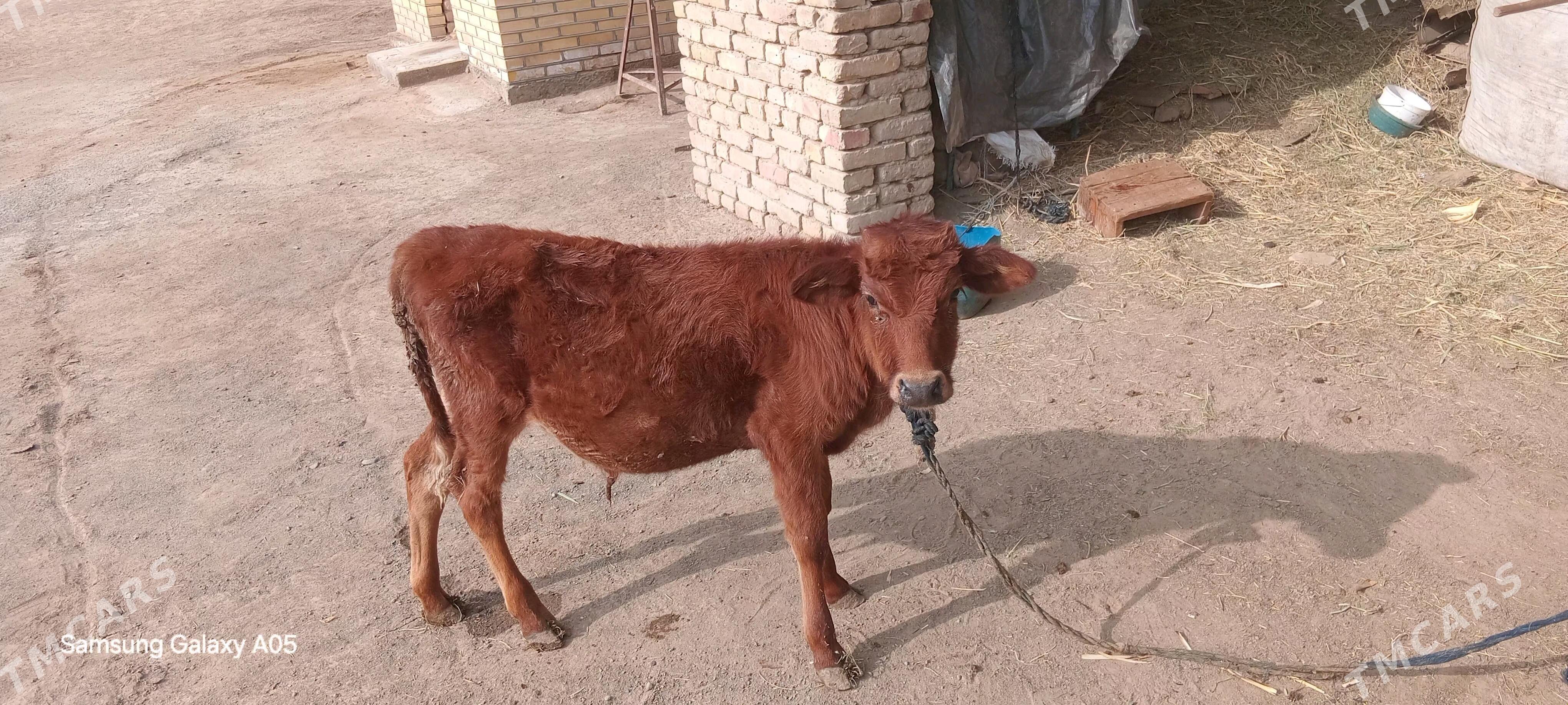 okizce - Мары - img 3